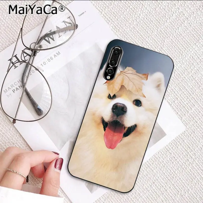 Cute Dog Husky