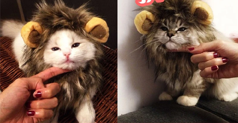 Cute Pet Transfiguration Costume Lion Mane Winter Warm Wig Cat Small Dog Party Clothes Decoration With Ear Pet Apparel Cat Dress14