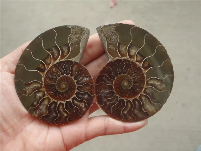 Best Price 1KG (2.2LB) NATURAL DOUVILLEICERAS AMMONITE FOSSIL CONCH Africa,Wholesales Price Best Price 1KG (2.2LB) NATURAL DOUVILLEICERAS AMMONITE FOSSIL CONCH Africa,Wholesales Price