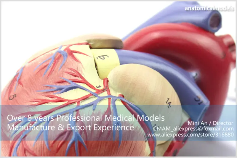 CMAM/12479 сердце-2 части, человеческое сердце медицинская учебная анатомическая модель