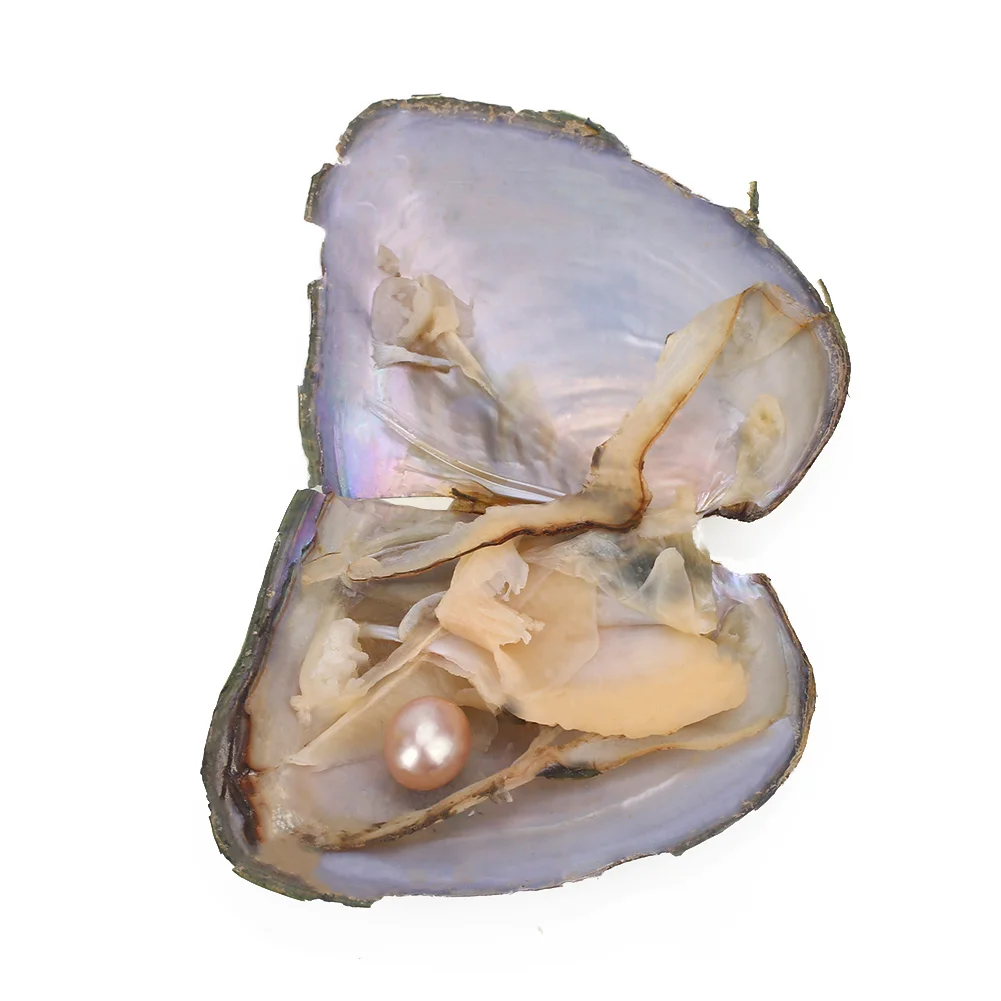 Wholesale Lot of 5 Wish Pearl Oysters in Can Party Favor