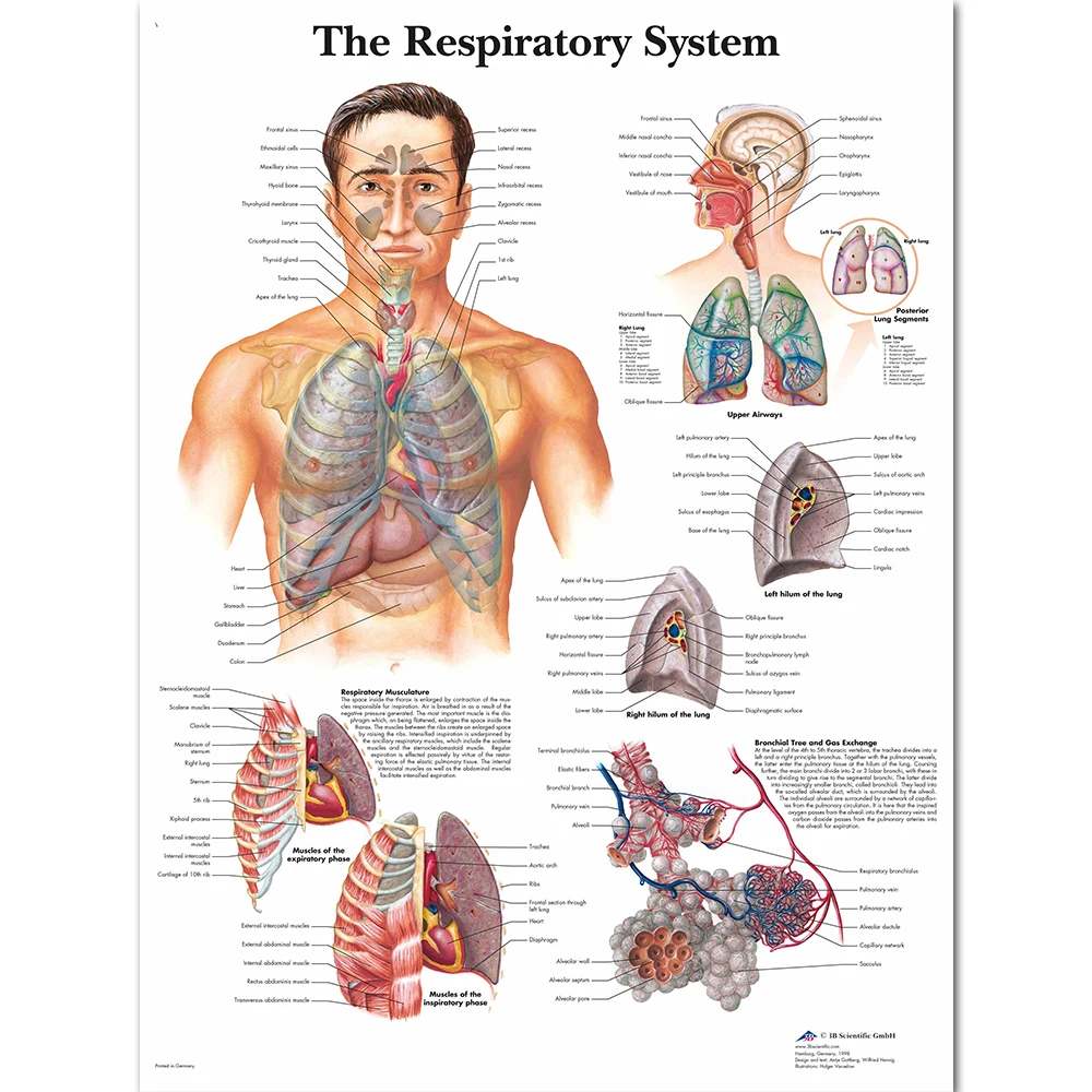 Medical Anatomy Charts