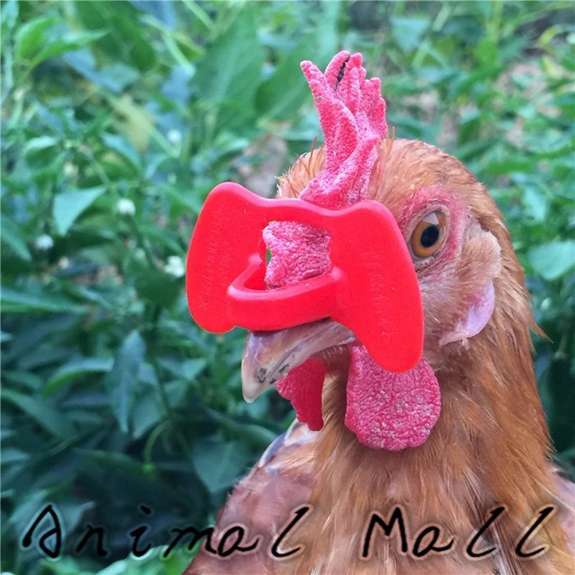 1000 шт. очки для курицы фазана птицы|chicken feed|chicken eggs in incubatorfeed control |
