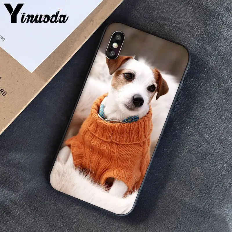 Jack Russell Terrier Dog