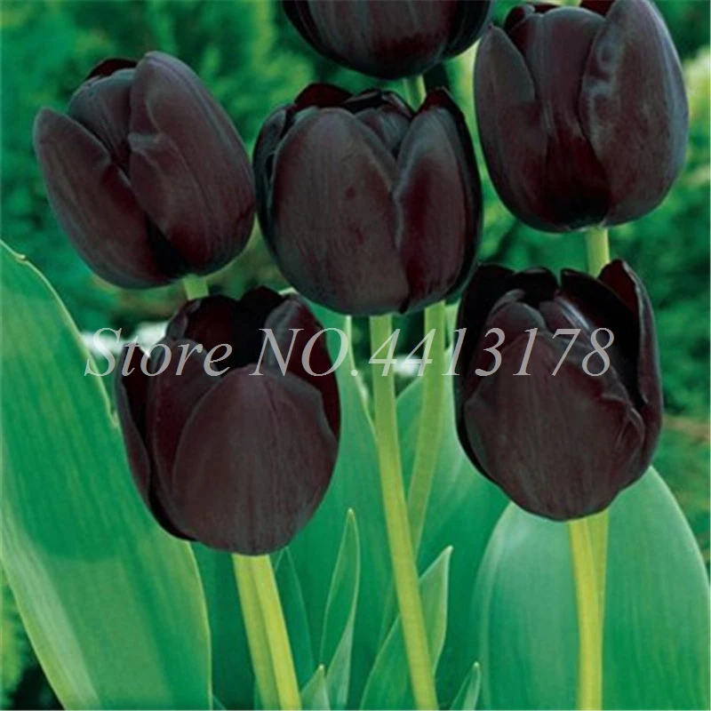 Bonsai 100 Pcs Bonsai Tulip (Not Tulip Bulbs)24 Varieties Rainbow Tulip High-Grade Flower Potted Plant Most Beautiful * Colorful Bonsai 100 Pcs Bonsai Tulip (Not Tulip Bulbs)24 Varieties Rainbow Tulip High-Grade Flower Potted Plant Most Beautiful * Colorful