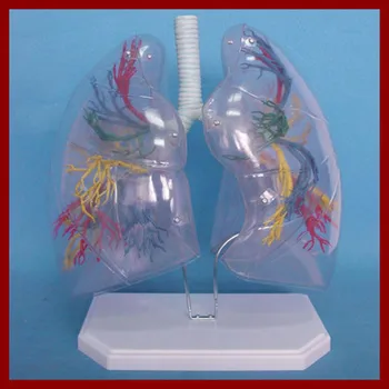 

Transparent Lung Segment Model Lung Anatomy Bronchial Tree Model Thoracic Surgery Respiratory Specimens Human Lung Model