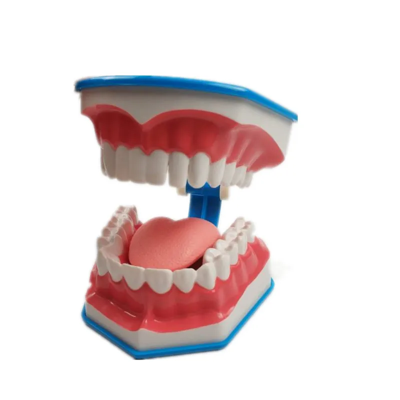 1 шт. чистка зубов Модель с язык зубы челюсти модели для зубных школы преподавания инструменты стоматолога модели