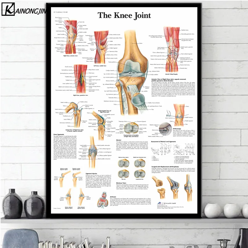Плакат коленного сустава ноги позвоночника мышцы системы Анатомия плакаты и принты холст картина стены Искусство Картина комнаты домашний декор