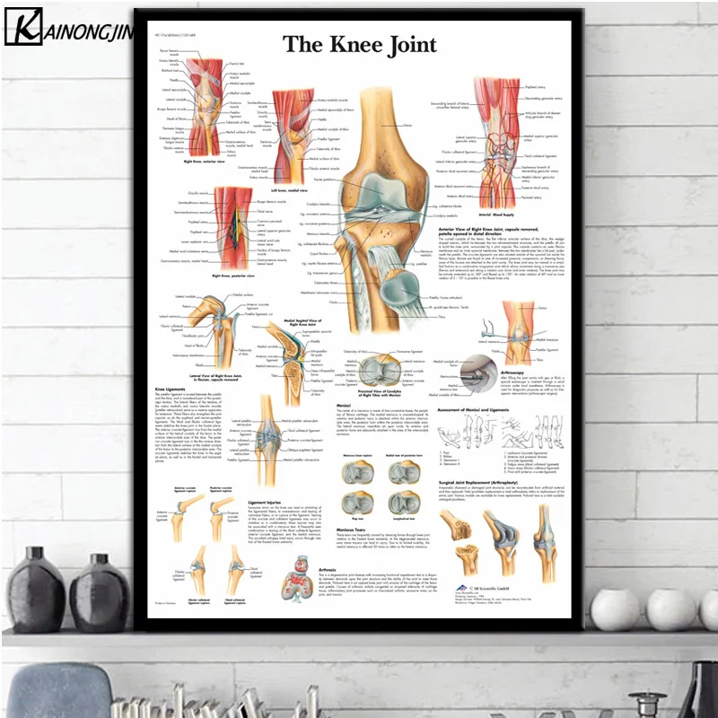 

Poster Knee Joint Foot Spinal Column Muscles System Anatomy Posters and Prints Canvas Painting Wall Art Picture Room Home Decor