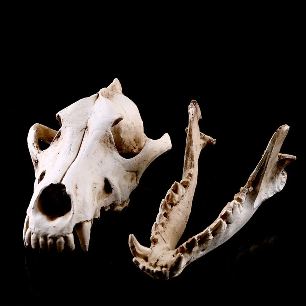  Resin Animal Skull Model Dog Cat Wolf Teaching Skeleton Model Fish Tank Aquarium Ornament Halloween - 33029706150