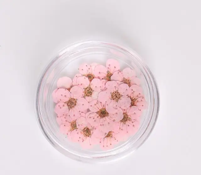 100pcs Pressed Dried Narcissus Plum Flower For Epoxy Resin Making Nail Art Craft 100pcs Pressed Dried Narcissus Plum Flower For Epoxy Resin Making Nail Art Craft