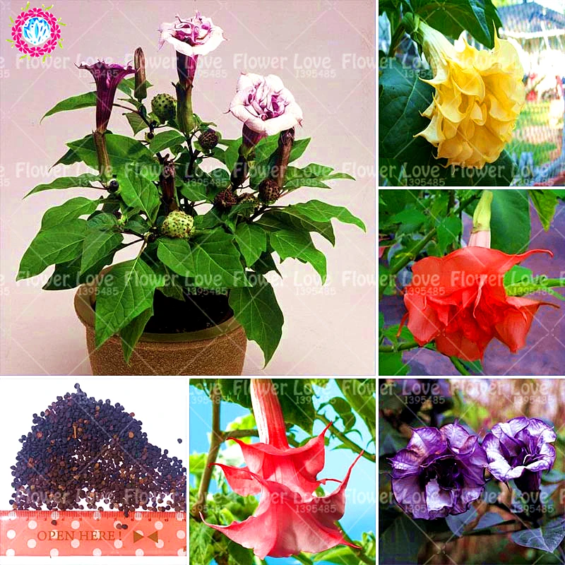 

100Pcs/Bag Bonsai Datura plants Dwarf Brugmansia Angel Perennial Flower Rare Potted Plants Family Garden