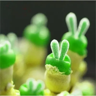 

150pcs Succulent Bonsai Plant Garden Rabbit Shape Health Flowers Flesh Plants Bunny Bonsai Flores Indoor Bonsai Home Garden