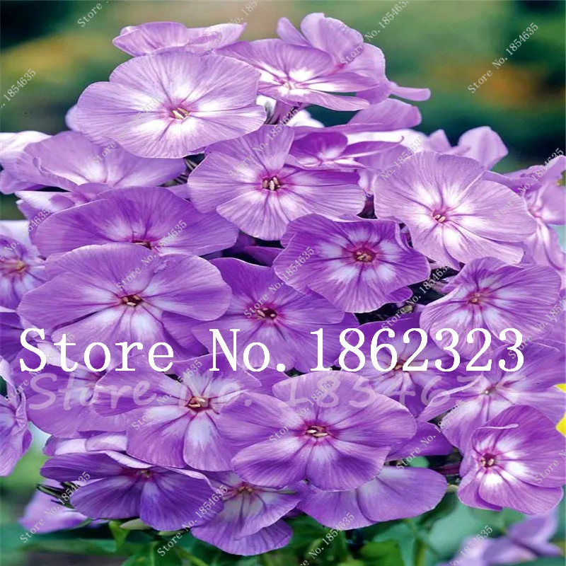 200 Pcs New Arrival! Heirloom Mountain Phlox Bonsai,Potted Bonsai Plant Flower Plant for Home Garden Decor Ground Cover Plant