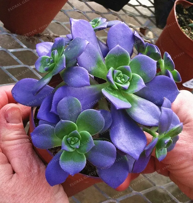 

On Sale!! 100 Rare African Blue Cactus Bonsai Mixed Succulent tree Plant Purify Air Bonsai Resistant Heat Easy Care Creative