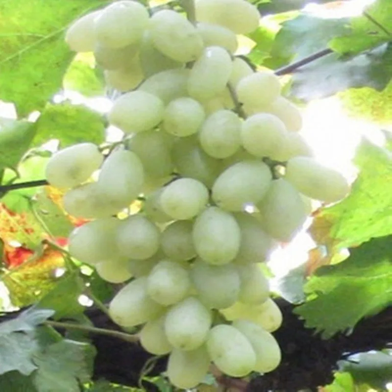Grape Seeds 20Pcs Best Seeds Online Free Shipping Worldwide