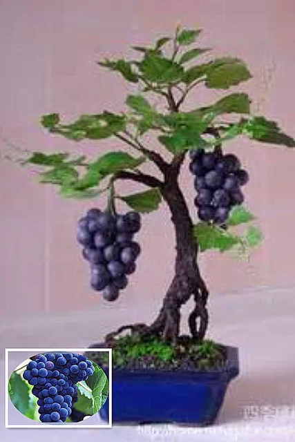 Plantes d\'intérieur Noir Raisin Arbre Graines Pousse Fruits graines ... Plantes d\'intérieur Noir Raisin Arbre Graines Pousse Fruits graines ...