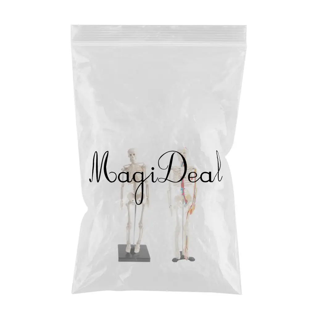 42cm Human Children Body Skeleton Model & 85cm Skeleton Bone Model with Heart Vessel School Anatomical Models Teaching Aids