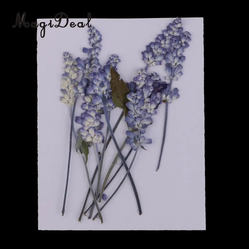 Pack 20 Pressed Sage Flower Babysbreath Dried Flowers for Art Craft Scrapbooking Epoxy Resin Jewelry Making DIY Materials
