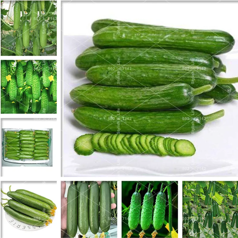 

Big sale 200Pcs Mini Cucumber Bonsai Rare Delicious Cucumber Fruit and Vegetable Plants for Home Garden decoration Plantas