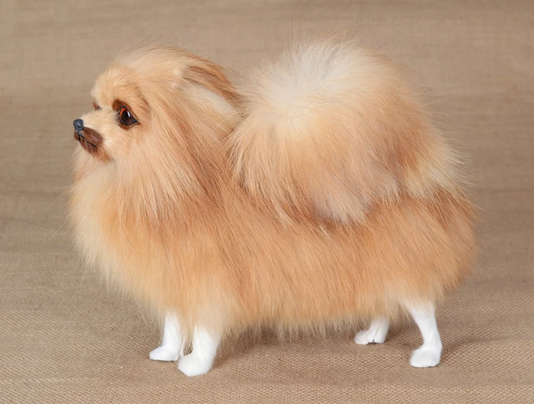 phantom pomeranian