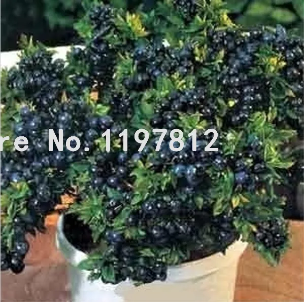 

Promotion!10 Packs, 5 Pcs / Pack, Blueberry Bonsai Series Tea Heirloom Blue Berry Fresh, Edible Fruit, Indoor, Outdoor Bonsai