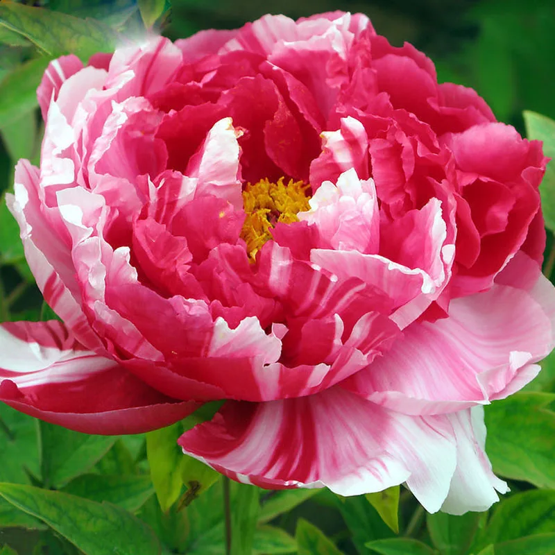 Por Medium Pink Color Lots From Rare Pink And Red Double Color Peony Flower Seeds Potted Flowers Bonsai Plant For Home