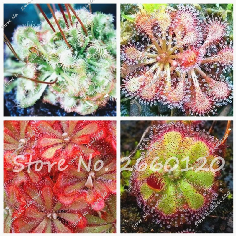 

Big sale!100 pcs / lot Drosera,Sundew Carnivorous Plants Mini Cactus Plants Bonsai Flower For Home Garden Free Shipping