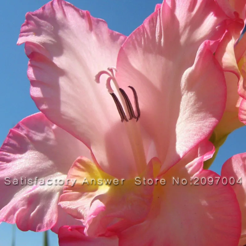

Flwer Bonsai Pink Gladiolus Flower Bulbs Bonsai Sword Orchid Bonsai Plants For Home & Garden 20 PCS