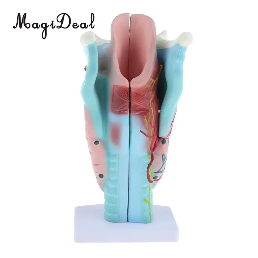 3x Magnified Human Larynx Anatomical Model Medical Anatomy Throat Model Lab Display, 3 Parts, Detachable
