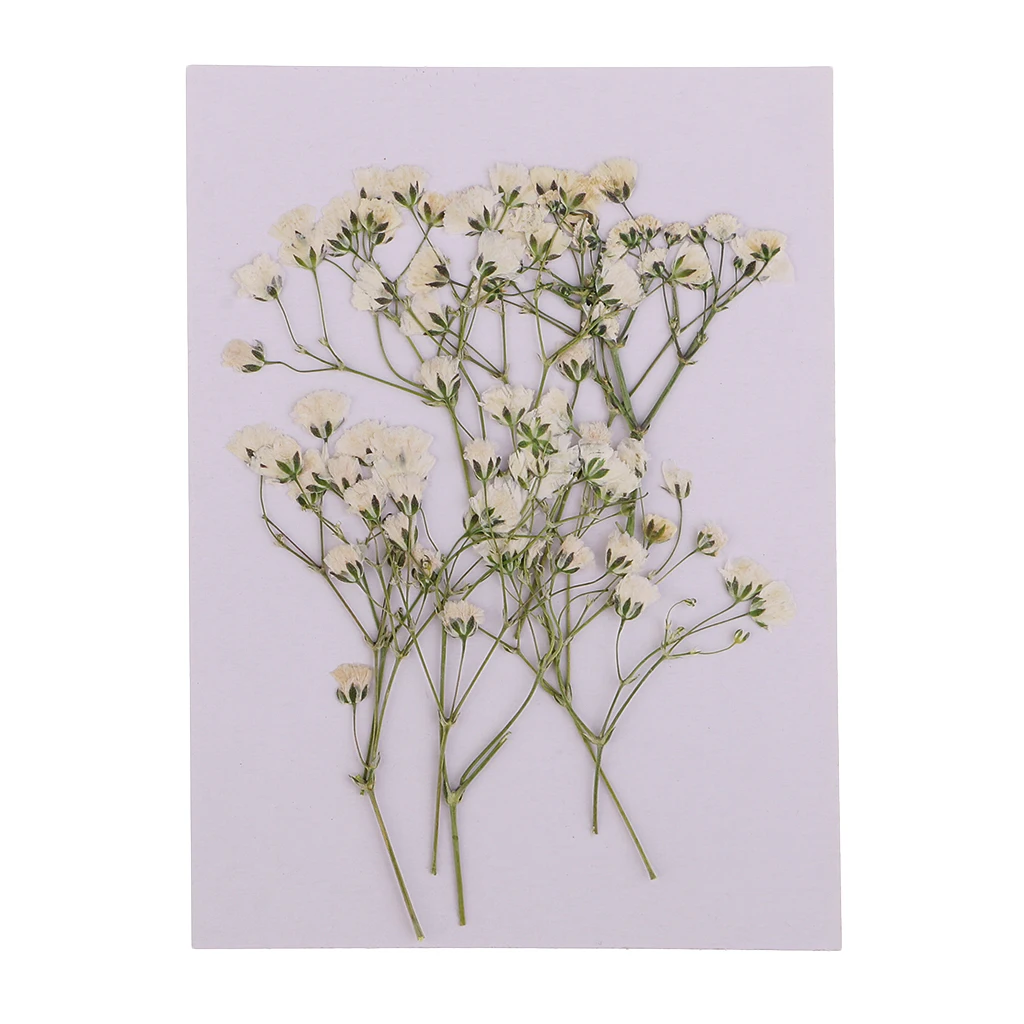 10pcs  Real Pressed Dried Flowers Natural Dry Babys Breath Flowers DIY Making Card Handmade Resin Crafts Scrapbooking Art Crafts
