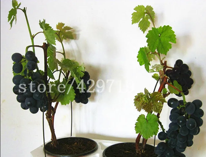 выращивание домашнего винограда