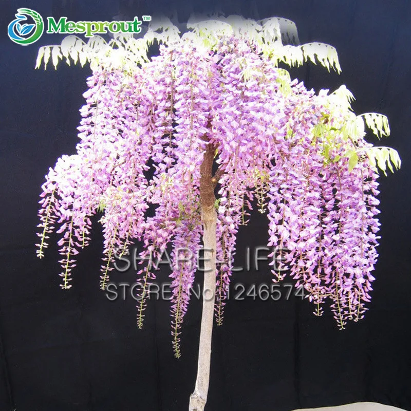 Wisteria coupon code