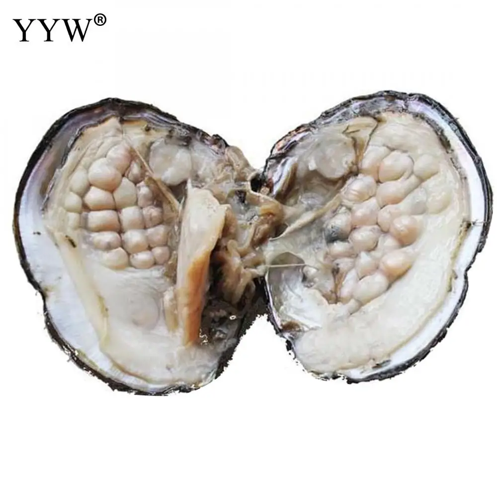 

YYW Natural Freshwater Love Wish Pearl Oyster 6-7mm One Pearl Oyster with approx 18 Pearls Beads Vacuum-packed Oysters Pearls