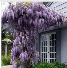 10 seeds pack hot selling Purple Wisteria Flower Seeds for DIY home garden