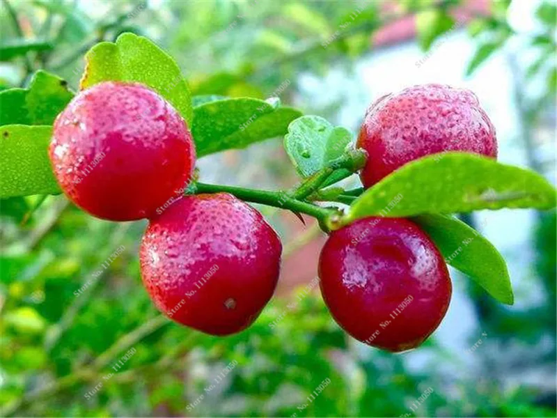 20 Pcs Red Lemon Seeds New Arrival Drawf Tree Bonsai ...