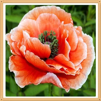 Изображение товара 0