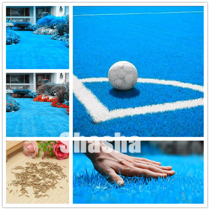 

Free Shipping 2000 Pcs Blue Lawn bonsai,Golf Home Special Grade Lawn grass,Soccer Fields,Villa,High-Grade Flowers Garden Plant