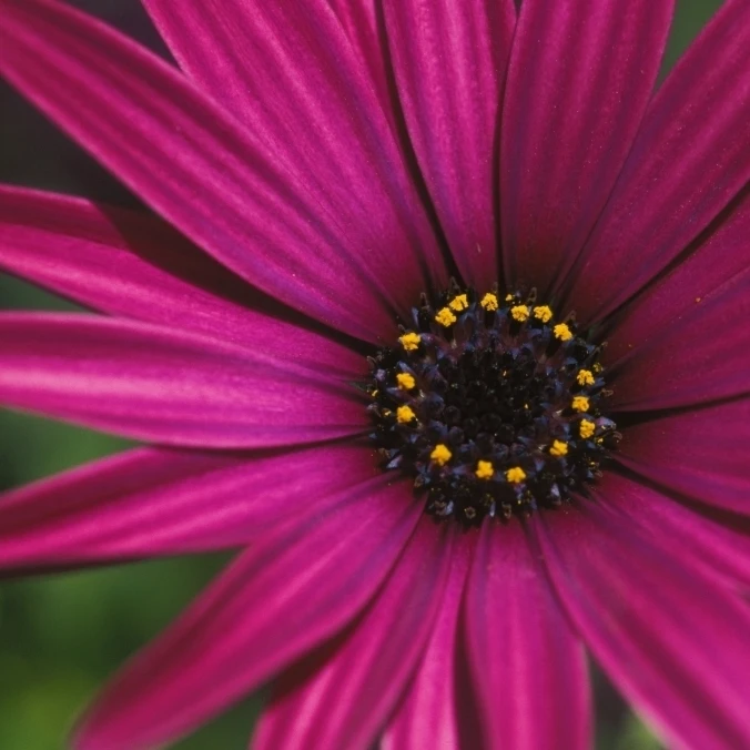 Close-Up Of Bright Purple Daisy With Yellow In Center Poster Print (17 x 11)