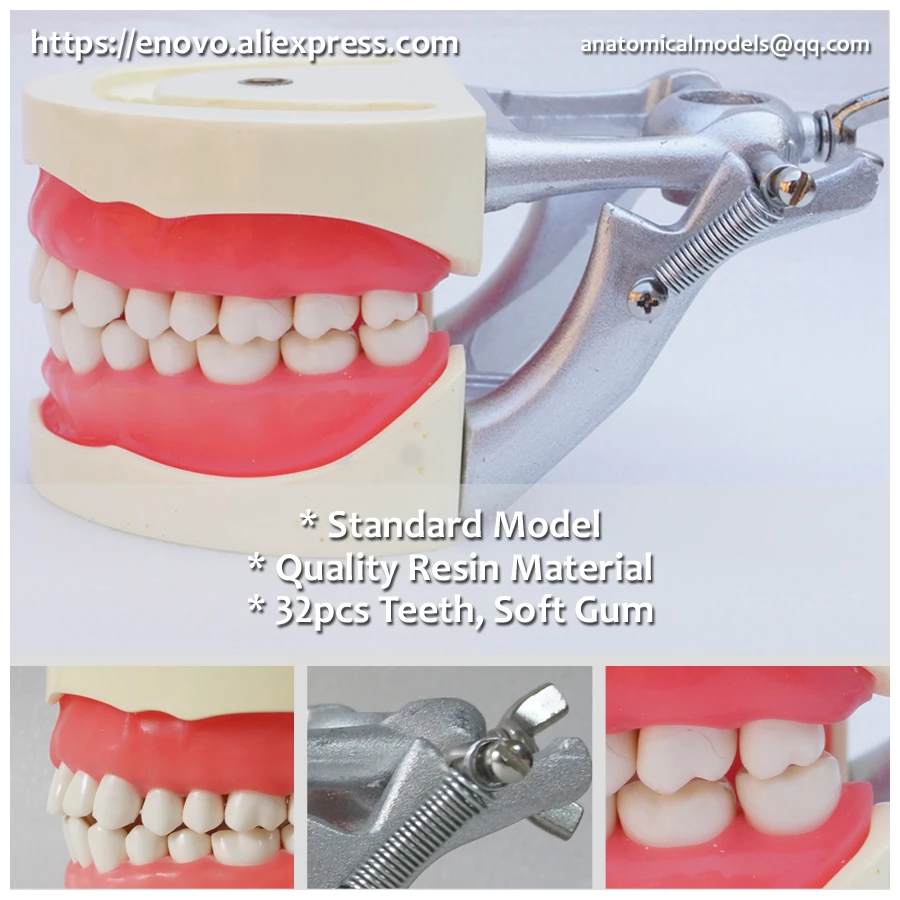 13010 DH108 Soft Gum 32pcs Teeth Standard Jaw Model, Medical Science Educational Dental Teaching Models, cmam anatomical model