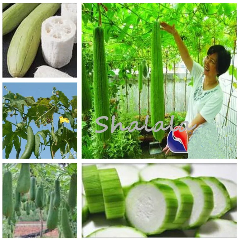 

100 Pcs Rare Long Luffa Cylindrica Bonsai Oversized Towel Gourd Garden Potted Loofah Sponge Cucumber Balcony Organic Vegetable