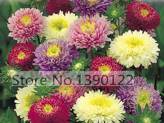 100/bag rare flower  aster seeds CALLISTEPHUS CHINENSIS stunning mixed color    flower seeds for home garden decoration