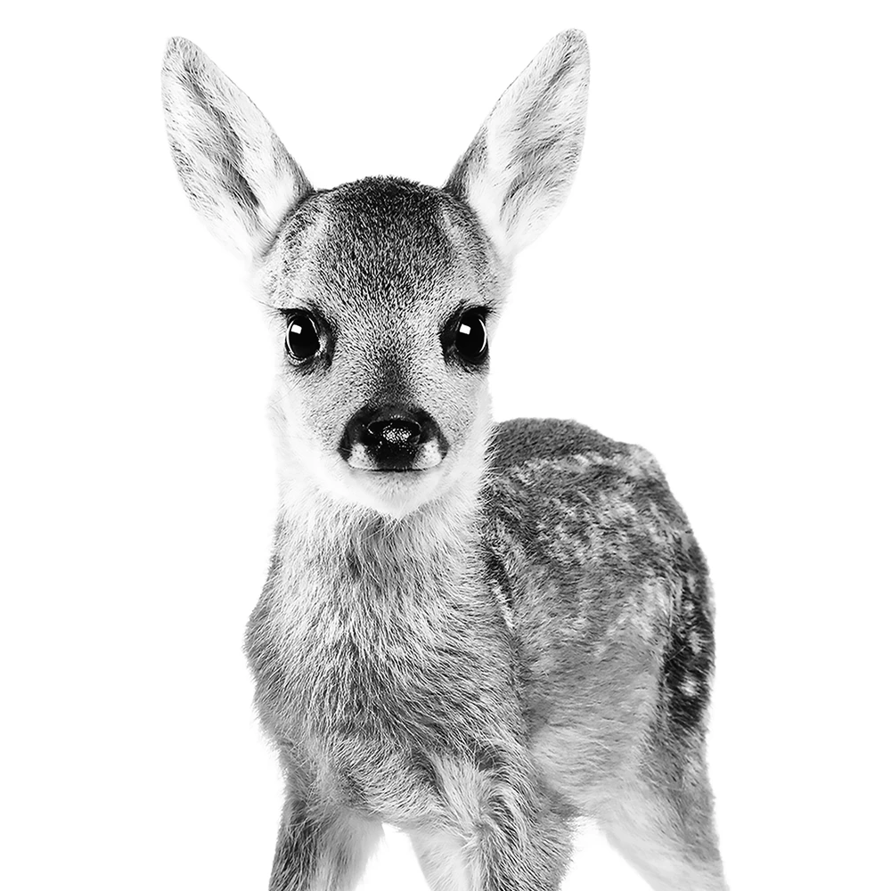 Baby Animal Deer Canvas Art Print Wall Picture Black And White Animal Deer Canvas Painting Nordic Poster Nursery Art Decor Painting Calligraphy Aliexpress Baby Animal Deer Canvas Art Print Wall Picture Black And White Animal Deer Canvas Painting Nordic Poster Nursery Art Decor Painting Calligraphy Aliexpress