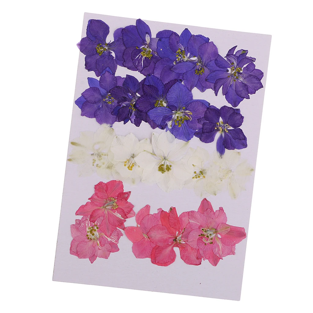 20 штук прессованные Натуральные сушеные цветы Delphinium украшение карты литье для DIY
