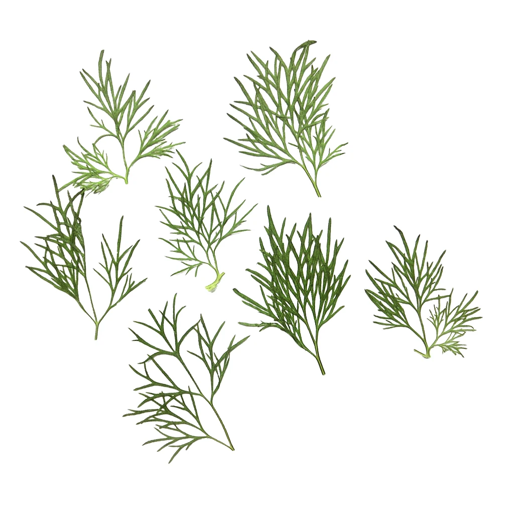 20 pcs Small Pressed Real Dried Flowers Leaves DIY Jewelry Card Album Decor Card Bookmark Album Frame DIY Crafts