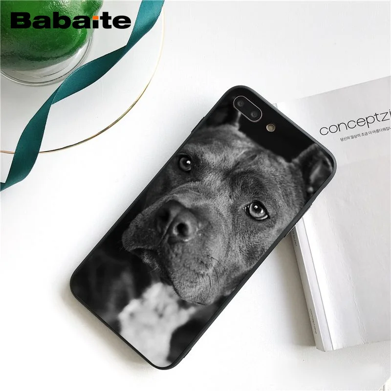 Pit Bull Lovely Pet Dog Pitbull