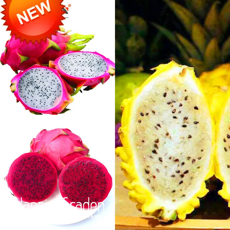 100pcs Seeds Red Dragon Pitaya Bonsai Tree Plant Flower House Garden Office