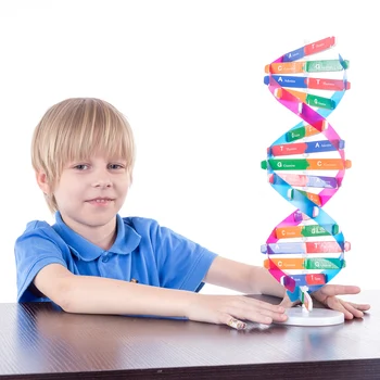 

Human Genes DNA Models Double Helix Science Toys Popularization Teaching Learning Education Toys For Children