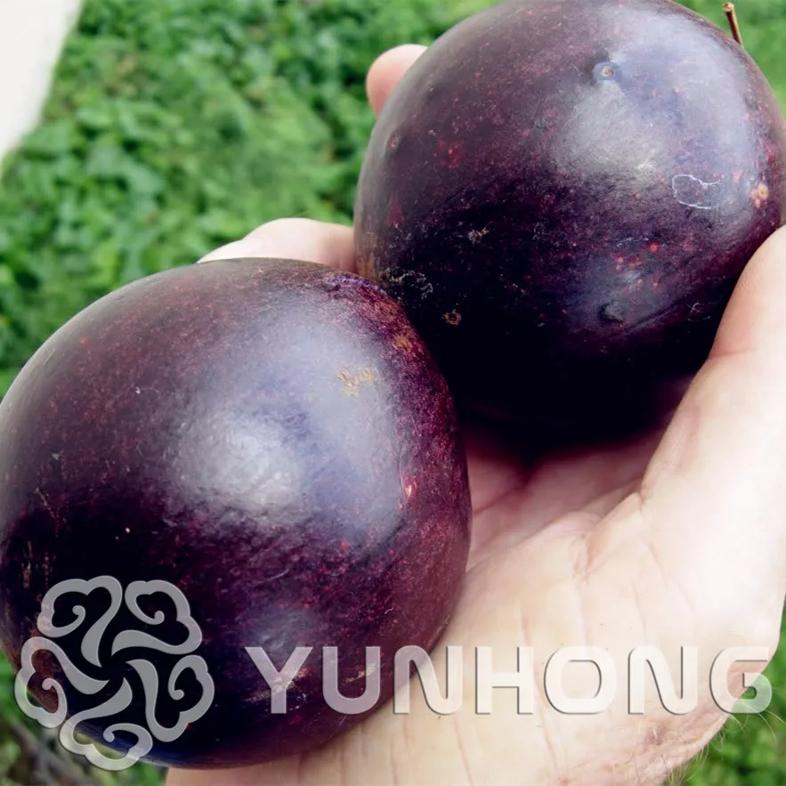 

30PCS Milk Fruit Tree bonsai Sweet Taste Vegetables And Fruit plant Rare Milk Fruit Plant Bonsai Gardening Free Shipping