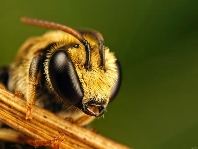 compound eyes